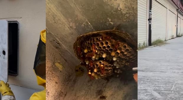  Vespa orientalis, boom di nidi a Roma: enorme colonia in un contatore elettrico a Fonte Nuova, paura per i passanti. L'esperto: «Possono ferire gravemente» 