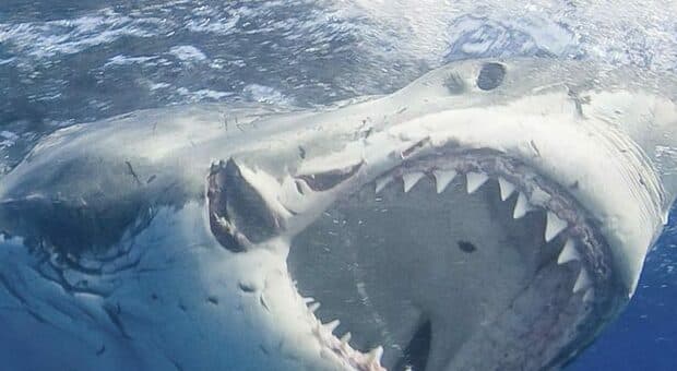  Ucciso da uno squalo al largo della spiaggia di Perth. «Trascinato in acqua prima di scomparire» 
