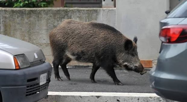  «Due cinghiali camminavano verso di me alla fermata del bus, ho avuto un attacco di panico. Una signora mi ha salvata, aiutatemi a ritrovarla» 