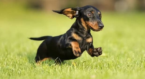  «Ho comprato un cane bassotto online, versato due bonifici di 250 euro, ma era tutta una truffa» 
