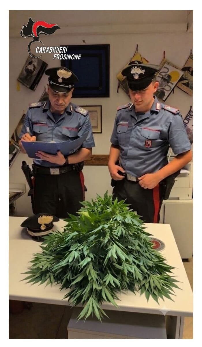 Ferentino, coltivava cannabis in casa: 51enne denunciato dai Carabinieri