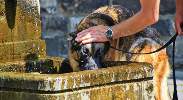  Caldo, ecco come proteggere cani e gatti: le regole d'oro da seguire per non farli soffrire 