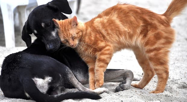  Roma, cani e gatti ?invisibili?: la svolta del Comune che ha sbloccato 90 adozioni 