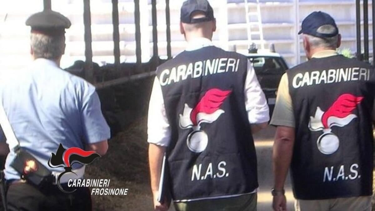 Frosinone, gravi carenze igieniche nei ristoranti: il NAS sospende due attività