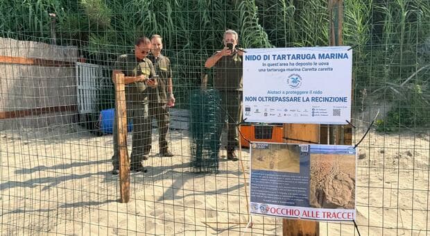  Anzio, Guardiaparco e TartaLazio impegnati nel monitoraggio dei nidi delle tartarughe marine a Tor Caldara 