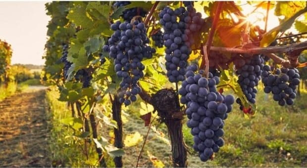 «Non può costruire la casa a fianco al mio vigneto: lo danneggia. Faccio causa al vicino e al Comune» 