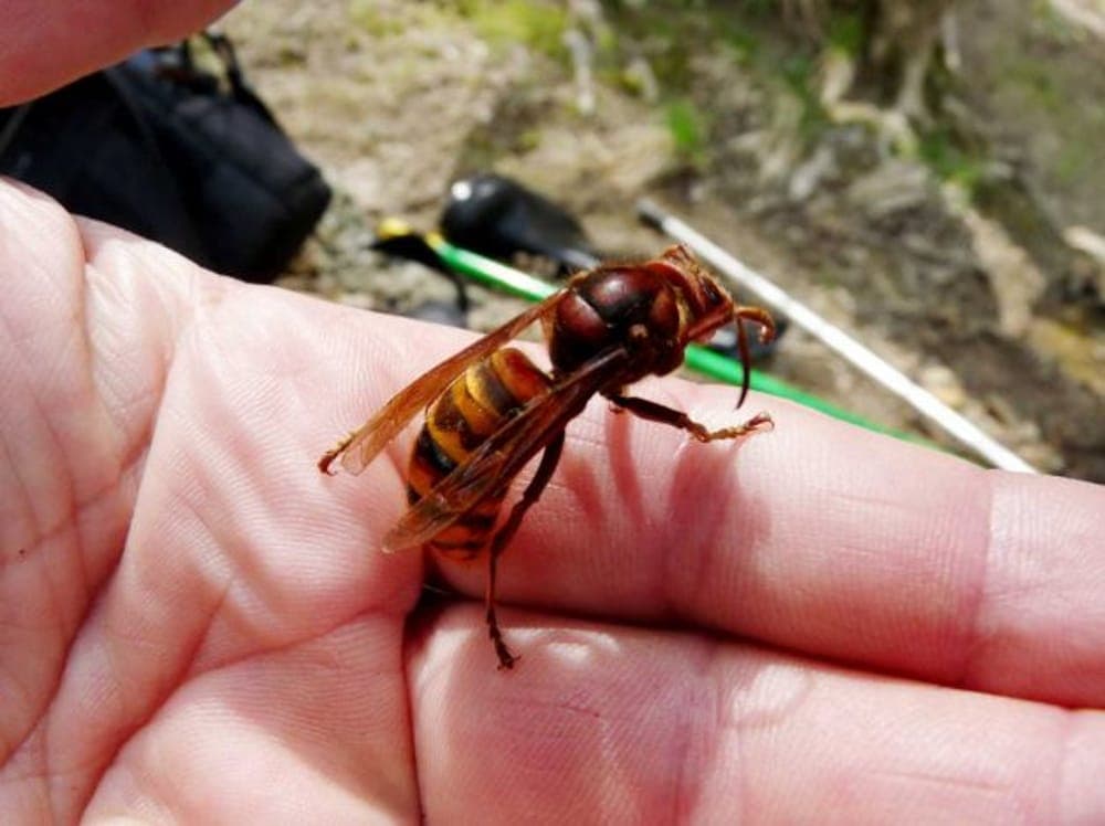 Punto da un calabrone mentre è alla guida, perde il controllo dell'auto e finisce contro una cabina elettrica