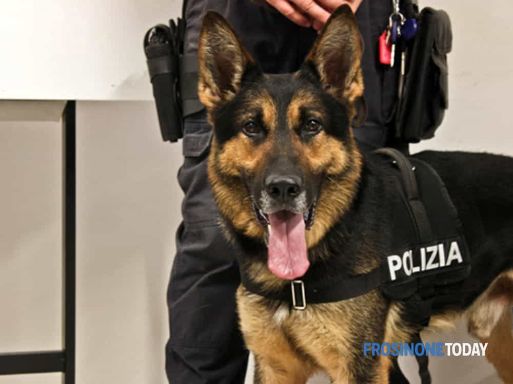 Frosinone, viaggiavano in auto con la cocaina: scoperti e denunciati dalla Polizia di Stato