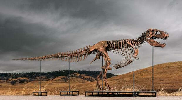  T-Rex di 12 metri venduto all'asta per oltre 50 milioni di dollari: Gus è il fossile più costoso della storia 