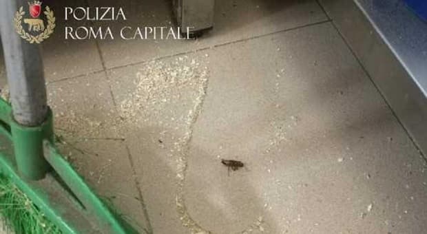  Blatte morte nella pizzeria di San Paolo a Roma, locale chiuso e 2mila euro di multa. «Rischio salute pubblica» 
