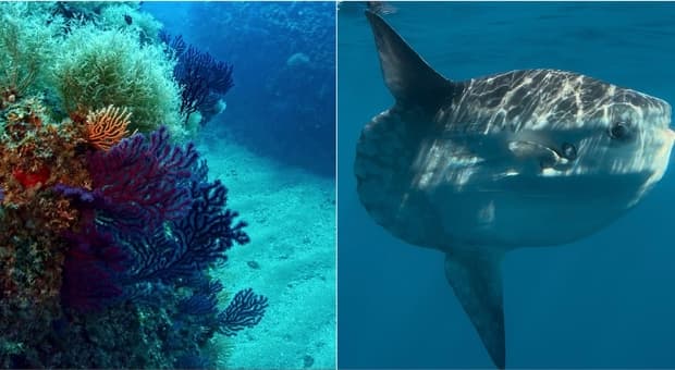  Delfini, murene, coralli: un paradiso sommerso a pochi minuti da Roma 