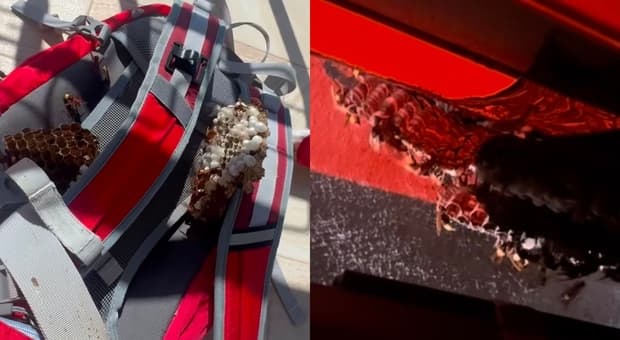 Una colonia di calabroni nella serranda e un nido di vespe orientalis nello zaino, il ritorno choc dalle vacanze a Civitavecchia 