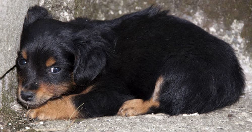 Compra un cane online per 950 euro ma dopo l'acconto il venditore sparisce