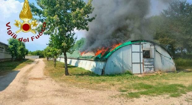  Incendio in un allevamento, morti 200 conigli a Treviso. Le fiamme divampate per il caldo 