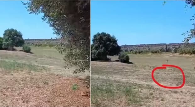  Roma, gatto carbonizzato al Parco degli Acquedotti. «Forse bruciato vivo». E scatta la denuncia 