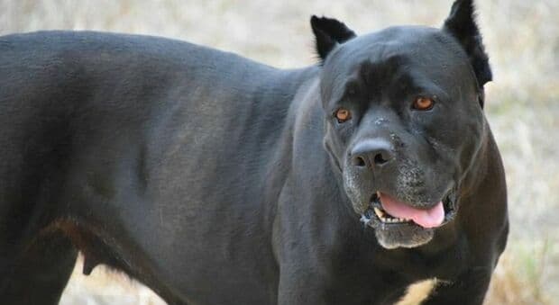  Venezia, azzannato da un cane al bar, sfiorata l'arteria femorale: insegue i proprietari sull'autobus e li fa bloccare dai carabinieri 