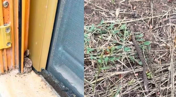  Vipera resta bloccata sul montante della finestra, aveva tentato di introdursi in un appartamento vicino Roma 