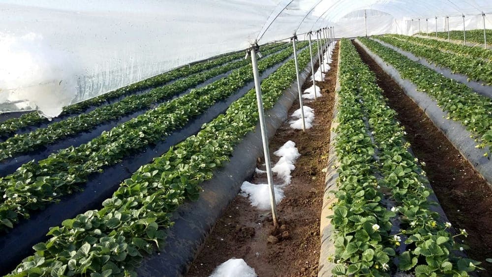 Lazio, contributo regionale per abbattere i costi delle polizze agricole