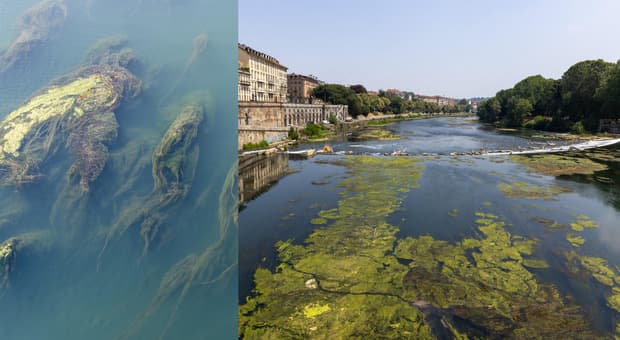  Caldo, il Po soffocato da alghe (-58% la portata a Torino), laghi alpini ai minimi. Siccità, ecco cosa rischiamo 