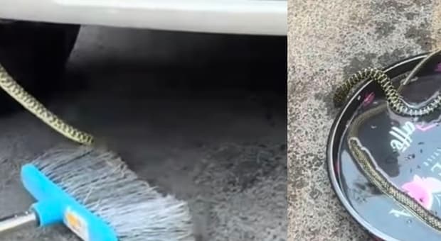  Roma, serpente tenta di salire in un'auto e resta incastrato nel telaio. I passanti provano a liberarlo con una scopa 