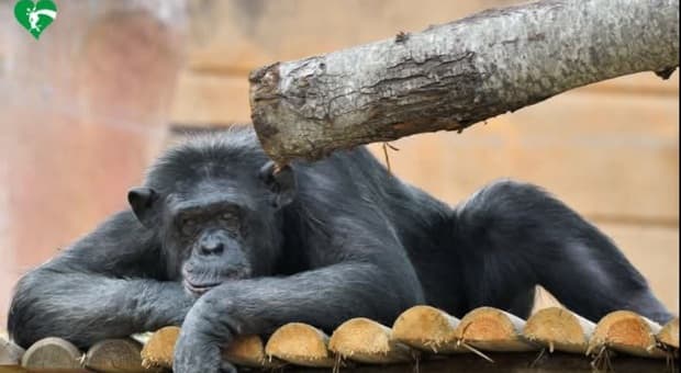  Morta Susy, infarto per la scimpanzé del Bioparco di Roma: aveva 50 anni. «Lascia un vuoto enorme» 