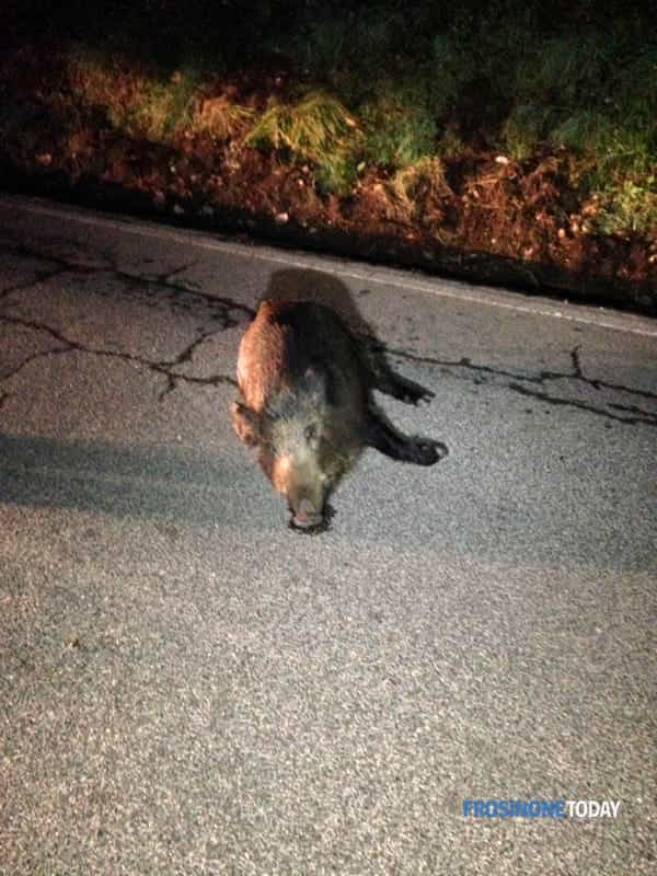Veroli, cinghiale attraversa la strada nella notte: auto lo investe sulla Casamari