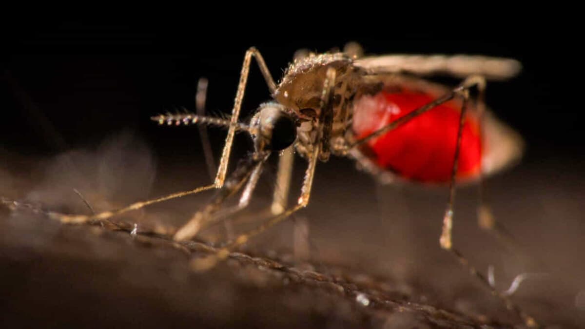 West Nile, nel Lazio i casi salgono a 49. Frosinone resta fermo a un contagio