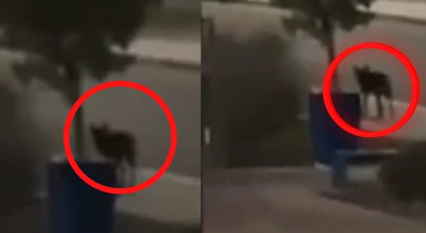  «C'è un lupo», a Noicattaro terzo bambino azzannato in pochi giorni. Si cerca l'animale anche con i droni 