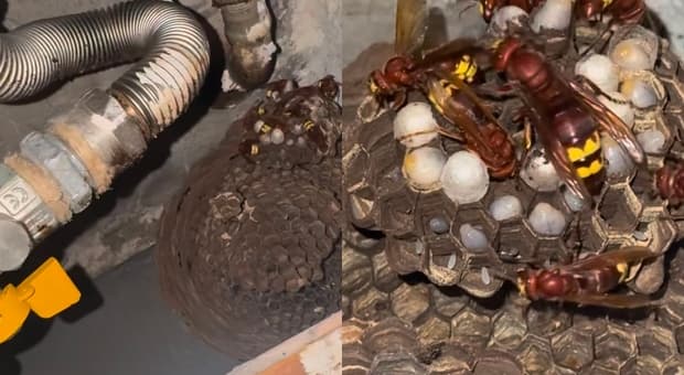  Vespa Orientalis a Roma: nido (in fondazione) nello sportello del gas. «Attenti, possono verificarsi attacchi improvvisi» 