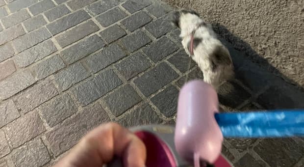  Roma, passeggiate con sorpresa: quando i cani mettono alla prova il decoro del quartiere 