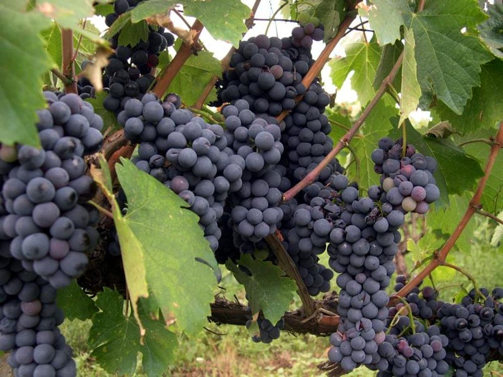 Piglio, vendemmia da ricordare: uve di qualità per Passerina e Cesanese