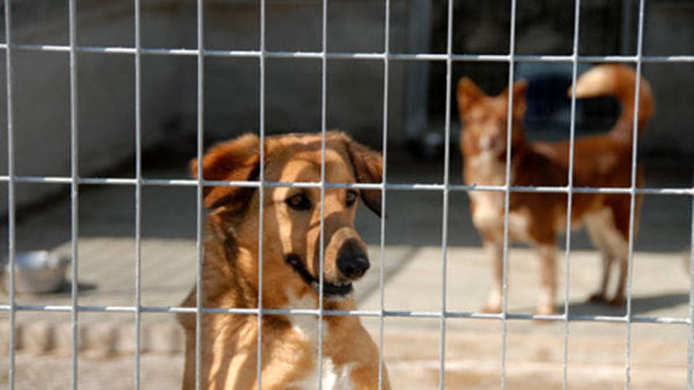 Valmontone, cani randagi a Colle San Giovanni. Nuovi sopralluoghi e interventi dell’Asl Roma 5
