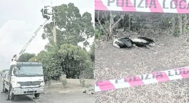  Ciampino, due cicogne folgorate dai cavi elettrici: il corpo di uno dei due uccelli rimasto attaccato al traliccio 