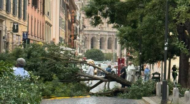  Tempesta a Roma, alberi caduti dal Colosseo all'Ostiense. Un ferito sulla Tiburtina: 50 interventi della polizia locale per il vento forte 
