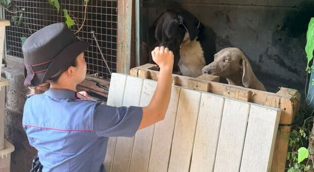  Formello, cani di taglia gigante abbandonati sotto al sole e senza cibo. I carabinieri salvano 13 animali 