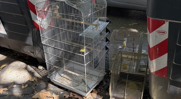  Gabbie per animali abbandonate in strada all?Esquilino, tra degrado e paura di possibili contaminazioni 