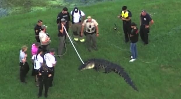  Alligatore di 3,6 metri uccide un pescatore in Florida: l?animale abbattuto dopo l?attacco mortale 
