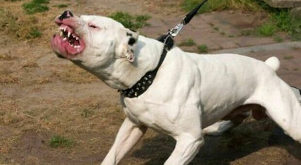  Roma, azzannata dal cane del vicino: muore dopo tre mesi di agonia, la vittima aggredita nel cortile del condominio 