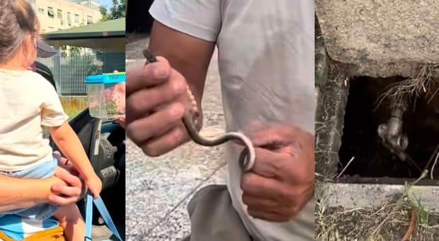  Serpente entra nel giardino di un asilo nido e resta intrappolato in un tombino: paura a Roma. «È il secondo caso» 