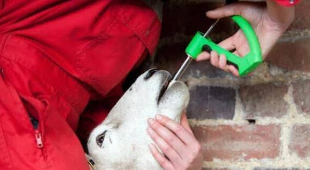  Pecore e capre costrette a ingerire una capsula con il microchip, tante muoiono soffocate. Allevatori sconvolti 