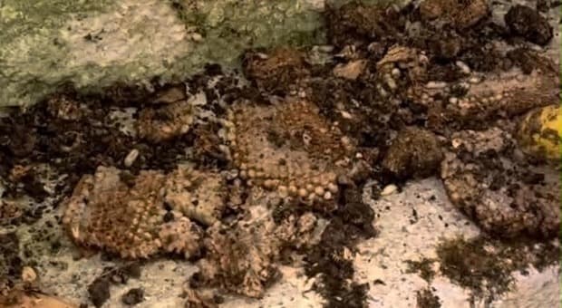  Vespa Germanica a Roma: scoperta enorme colonia in un?aiuola condominiale. «Sta prendendo il possesso dei siti domestici» 