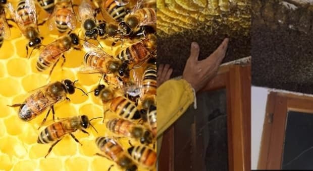  Vespe e api in casa: cosa fare e a chi rivolgersi? Ecco perché il nido non va mai rimosso con il ?fai da te?. I consigli dell'esperto 