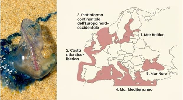  Caldo record, aumentano virus e specie aliene: dalla caravella portoghese al batterio mangia carne, dove sono e cosa si rischia 