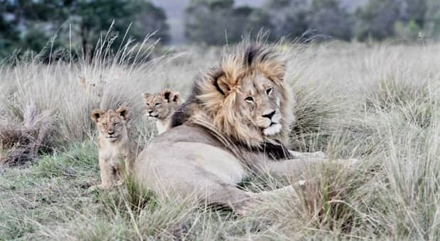  Dieci leoni trovati morti in Tanzania, si sospetta l?avvelenamento: indagini nella riserva di Ngorongoro 