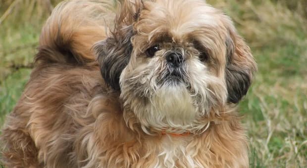  «Mi hai ucciso il cane, ti ammazzo». Ferrara, uomo aggredisce il veterinario e sfascia l?ambulatorio dopo l'intervento andato male 
