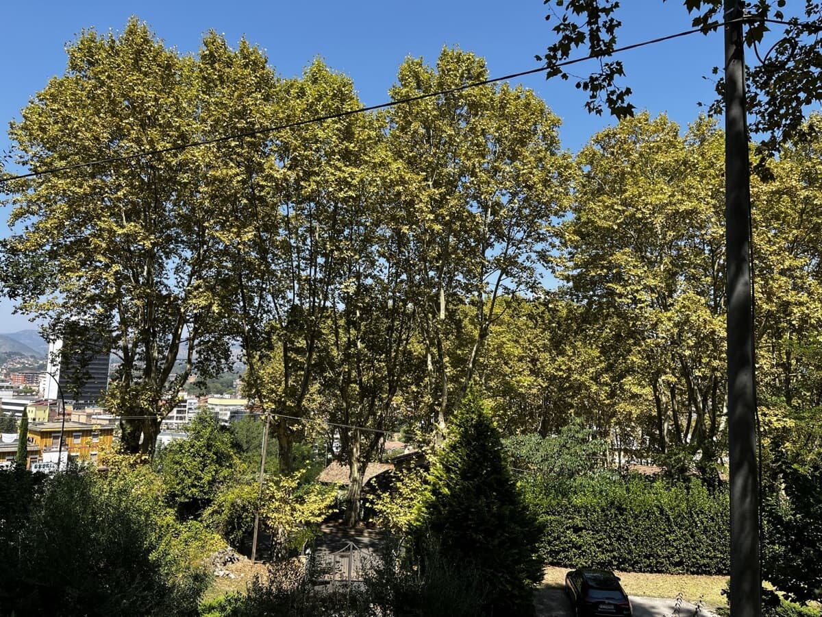 Verde urbano, Frosinone al 74° posto per alberi ogni 100 abitanti: 11,6 piante pro capite