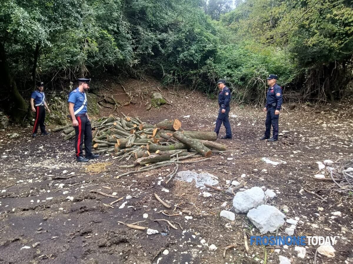 Patrica, taglia 40 querce e porta via il legname da un bosco privato