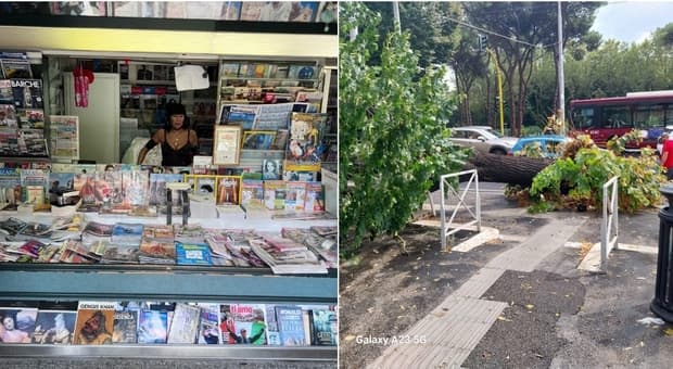  Maltempo a Roma, albero crolla a pochi metri da un'edicola. La proprietaria: «È come se la terra avesse tremato» 