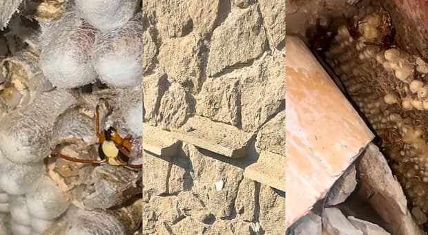  Tentano di far esplodere un nido di Vespe orientalis vicino Roma: gli imenotteri nascosti in una cassetta postale 