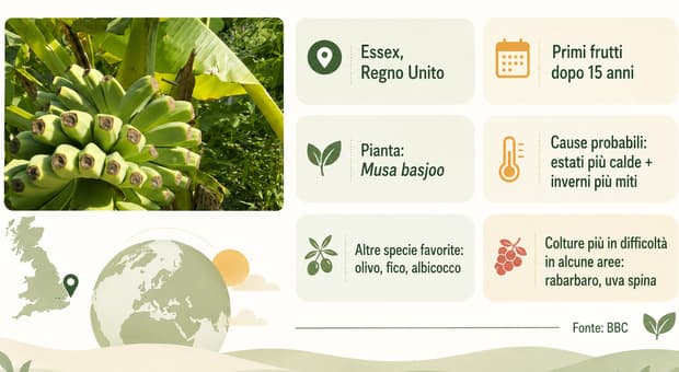  «In un giardino inglese sono spuntate le banane, il caldo estremo ha reso possibile l'impensabile» 
